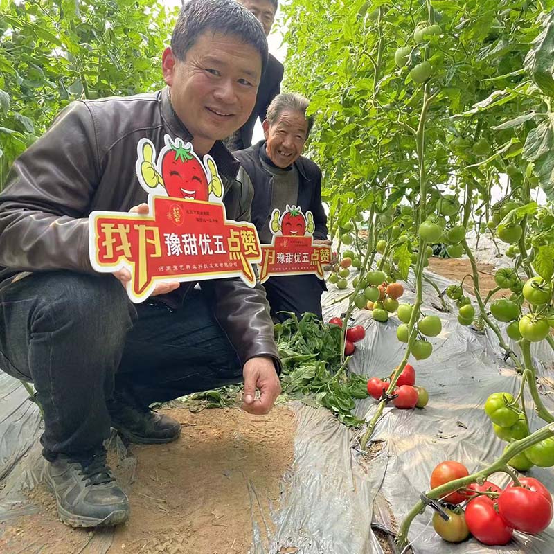 豫艺优五番茄春秋季管理技术分享